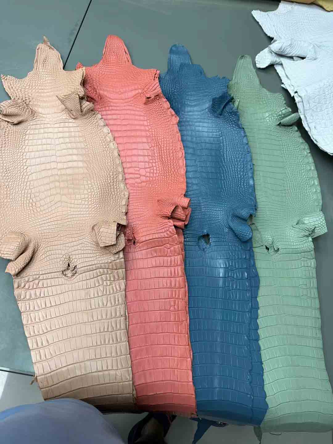 美洲亚面皮
