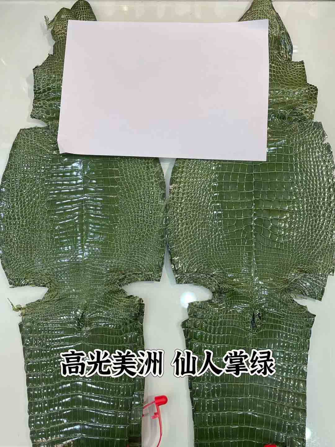高光美洲鳄